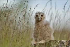 <p>VÝR VELKÝ (Bubo bubo) /Eurasian eagle-owl - Uhu/</p>