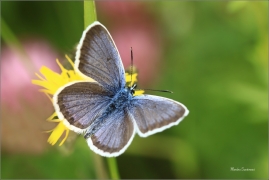 <p>MODRÁSEK ČERNOLEMÝ (Plebejus argus) Dolní Podluží --- /Silver-studded blue - Geißklee-Bläuling/</p>