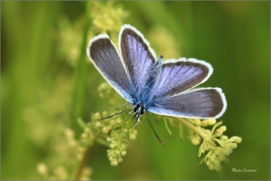 <p>MODRÁSEK ČERNOLEMÝ (Plebejus argus) Dolní Podluží --- /Silver-studded blue - Geißklee-Bläuling/</p>