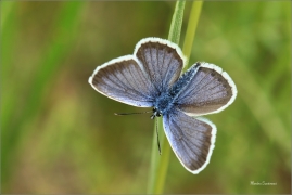 <p>MODRÁSEK ČERNOLEMÝ (Plebejus argus) Dolní Podluží --- /Silver-studded blue - Geißklee-Bläuling/</p>