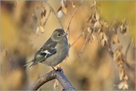 <p>PĚNKAVA OBECNÁ - (Fringilla coelebs) ---- /Chaffinch - Buchfink/</p>