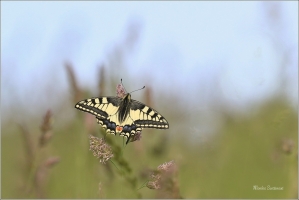 <p>OTAKÁREK FENYKLOVÝ (Papilio machaon) Rychnov u Jbc n. N. ----- /Old World swallowtail - Schwalbenschwanz/</p>