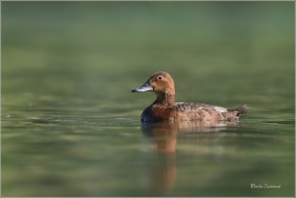 <p>POLÁK VELKÝ (Aythya ferina) --- /Common pochard - Tafelente/</p>