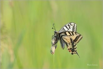 <p>OTAKÁREK FENYKLOVÝ (Papilio machaon) Rychnov u Jbc n. N. ----- /Old World swallowtail - Schwalbenschwanz/</p>