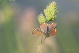 <p>MODRÁSEK JEHLICOVÝ - samička (Polyommatus icarus) - Rychnov u Jbc n. N. --- /Common blue butterfly - Hauhechel-Bläuling/</p>