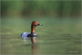 <p>POLÁK VELKÝ (Aythya ferina) --- /Common pochard - Tafelente/</p>