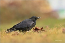 <p>VRÁNA OBECNÁ ČERNÁ (Corvus corone) Děčín ---- /Carrion crow - Aaskrähe/</p>