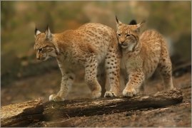 <p>RYS OSTROVID (Lynx lynx) Zoo Děčín ---- /Eurasian lynx - Eurasischer Luchs/</p>