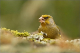 <p>ZVONEK ZELENÝ (Carduelis chloris) ---- /European greenfinch - Grünfink/</p>