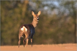 <p>SRNEC OBECNÝ (Capreolus capreolus) Šluknovsko - Království --- /European roe deer - Reh/</p>