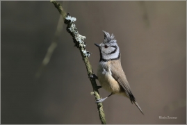 <p>SÝKORA PARUKÁŘKA - Šluknovsko - Harta (Lophophanes cristatus) ---- /Crested tit - Haubenmeise/</p>