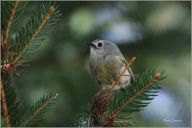 <p>KRÁLÍČEK OBECNÝ (Regulus regulus) Šluknovsko - Jiříkov --- /Goldcrest - Wintergoldhähnchen/</p>