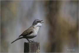 <p>PĚNICE POKŘOVNÍ (Sylvia curruca) Šluknovsko-Jiříkov /Lesser whitethroat - Klappergrasmücke/</p>