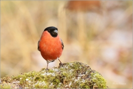 <p>HÝL OBECNÝ (Pyrrhula pyrrhula) Šluknovsko - Jiříkov ------- /Eurasian bullfinch - Gimpel/</p>