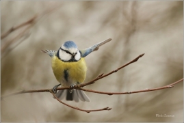<p>SÝKORA MODŘINKA (Cyanistes caeruleus) ---- /Eurasian blue tit - Blaumeise/</p>