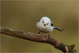 <p>MLYNAŘÍK DLOUHOOCASÝ (Aegithalos caudatus) Šluknovsko-Jiříkov ---- /Long-tailed-tit - Schwanzmeise/</p>