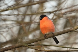 <p>HÝL OBECNÝ (Pyrrhula pyrrhula) Šluknovsko - Jiříkov ------- /Eurasian bullfinch - Gimpel/</p>