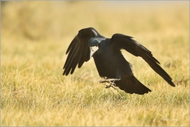 <p>HAVRAN POLNÍ (Corvus frugilegus) Rumburk –--- /Rook – Saatkrähe/</p>