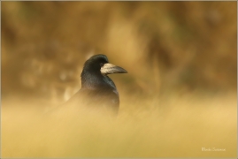 <p>HAVRAN POLNÍ (Corvus frugilegus) Rumburk –--- /Rook – Saatkrähe/</p>