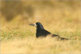 <p>HAVRAN POLNÍ (Corvus frugilegus) Rumburk –--- /Rook – Saatkrähe/</p>