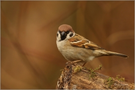 <p>VRABEC POLNÍ (Passer montanus) /Eurasian tree sparrow -Feldsperling/</p>