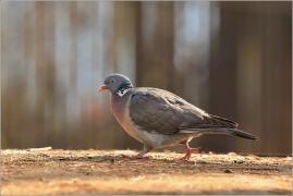 <p>HOLUB HŘIVNÁČ (Columba palumbus) /Common wood pigeon - Ringeltaube/</p>