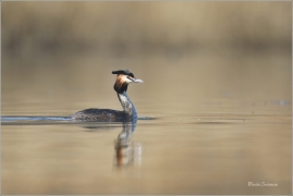<p>POTÁPKA ROHÁČ (Podiceps cristatus) Ústecko ----- /Great grested grebe – Haubentaucher/</p>