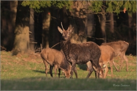 <p>JELEN LESNÍ (Cervus elaphus) lužické hory - Líska ---- /Red deer - Rothirsch/</p>