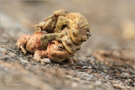 <p>ROPUCHA OBECNÁ (Bufo bufo) ---- /Common toad - Erdkröte/</p>