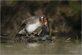<p>POTÁPKA ROHÁČ (Podiceps cristatus) Varnsdorf ----- /Great grested grebe – Haubentaucher/</p>