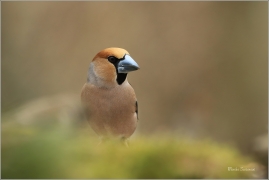 <p>DLASK TLUSTOZOBÝ (Coccothraustes coccothraustes) Šluknovsko - Jiříkov ---- /Hawfinch - Kernbeißer/</p>