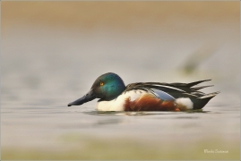 <p>LŽIČÁK PESTRÝ (Anas clypeata) střední Čechy - Hostivické rybníky ---- /Northern shoveler - Löffelente/</p>