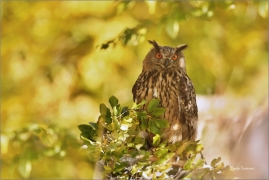 <p>VÝR VELKÝ (Bubo bubo) v lidské péči /Eurasian eagle-owl - Uhu/</p>