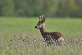 <p>SRNEC OBECNÝ (Capreolus capreolus) Šluknovsko - Jiříkov --- /European roe deer - Reh/</p>