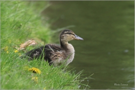 <p>KACHNA DIVOKÁ (Anas platyrhynchos) /Mallard - Stockente/</p>
