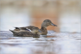 <p>KACHNA DIVOKÁ (Anas platyrhynchos) ---- /Mallard - Stockente/</p>