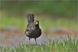 <p>KOS ČERNÝ (Turdus merula) /Common blackbird - Amsel/</p>