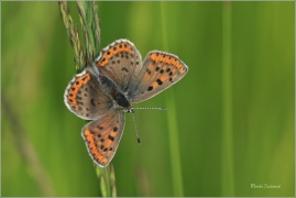 <p>OHNIVÁČEK ČERNOSKVRNNÝ - samička (Lycaena tityrus) ---- /Sooty copper - Brauner Feuerfalter/</p>