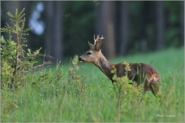 <p>SRNEC OBECNÝ (Capreolus capreolus) Šluknovsko - Valdek --- /European roe deer - Reh/</p>