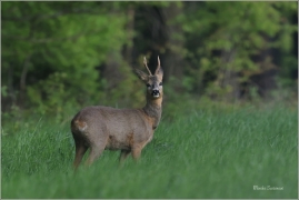 <p>SRNEC OBECNÝ (Capreolus capreolus) Šluknovsko - Valdek --- /European roe deer - Reh/</p>