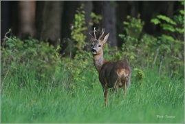 <p>SRNEC OBECNÝ (Capreolus capreolus) Šluknovsko - Valdek --- /European roe deer - Reh/</p>