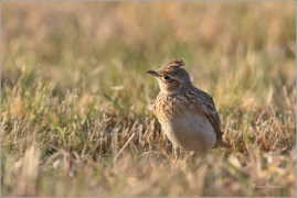 <p>SKŘIVAN POLNÍ (Alauda arvensis) - Šluknovsko, Jiříkov ---- /Eurasian skylark - Feldlerche/</p>
