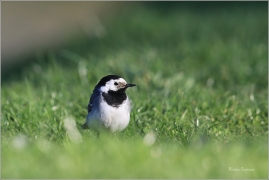 <p>KONIPAS BÍLÝ (Motacilla alba) /White wagtail - Bachstelze/</p>