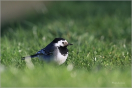 <p>KONIPAS BÍLÝ (Motacilla alba) /White wagtail - Bachstelze/</p>
