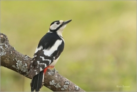 <p>STRAKAPOUD VELKÝ (Dendrocopos major) - /Great spotted woodpecker – Buntspecht/
</p>