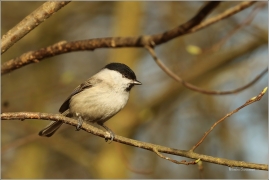 <p>SÝKORA BABKA ( Parus palustris) /Marsh tit - Sumpfmeise/</p>