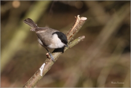 <p>SÝKORA BABKA ( Parus palustris) /Marsh tit - Sumpfmeise/</p>