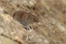 <p>NORNÍK RUDÝ (Clethrionomys glareolus) Šluknovsko-Jiříkov ---- /Bank vole – Rötelmaus/</p>