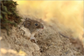 <p>NORNÍK RUDÝ (Clethrionomys glareolus) Šluknovsko-Jiříkov ---- /Bank vole – Rötelmaus/</p>