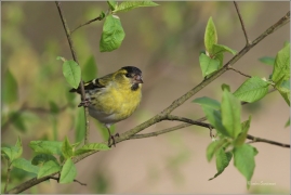 <p>ČÍŽEK LESNÍ (Carduelis spinus) ------- /Eurasian siskin - Erlenzeisig/</p>